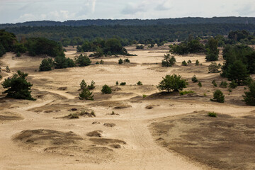 High angle panoramic view across the Kootwijkerzand sand drift and pine forest landscape in Kootwijk Gelderland Netherlands © Chris Jones
