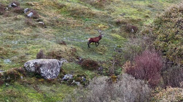 Lonely red deer stag during the rut in County Donegal, Ireland