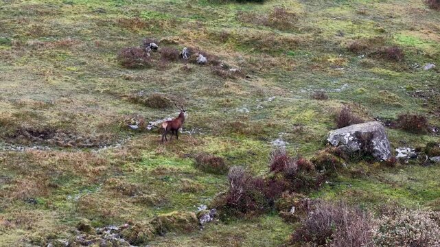 Lonely red deer stag during the rut in County Donegal, Ireland