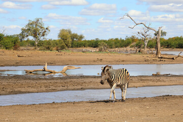 Naklejka premium Steppenzebra / Burchell's zebra / Equus quagga burchellii