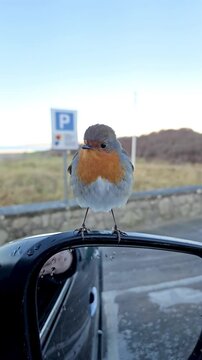 Red Robin resting on mirror of car