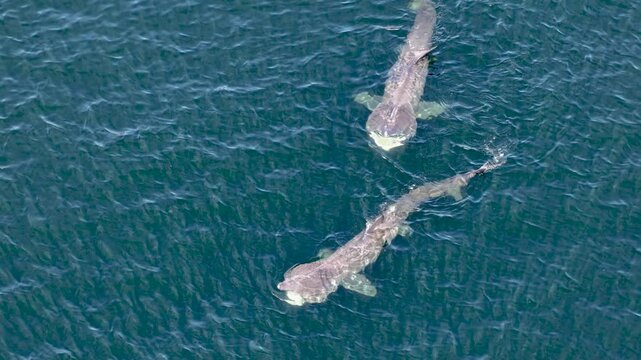 Aerial view of basking sharks in Donegal Bay - Ireland