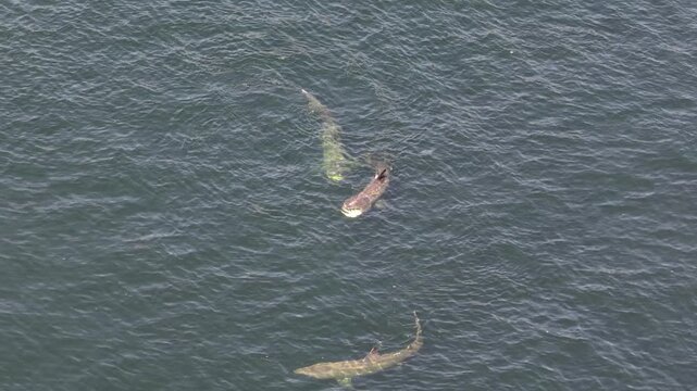 Aerial view of basking sharks at Muckross Head ,Donegal - Ireland
