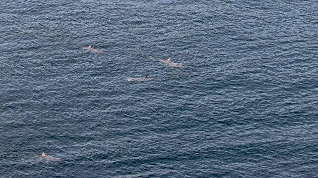 Aerial view of basking sharks at Muckross Head ,Donegal - Ireland