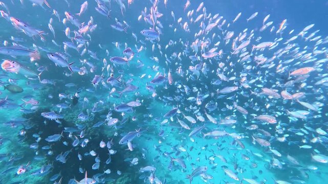 Shoal of long jawed mackerel and fusilier fish swimming in unison and moving quickly in fish frenzy to avoid Giant trevally and other big fish in Yasawa Islands, Fiji, South Pacific
