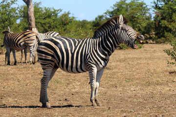 Naklejka premium Steppenzebra / Burchell's zebra / Equus quagga burchellii