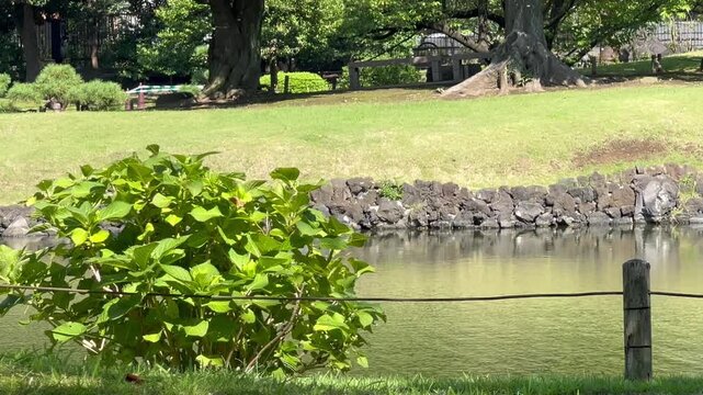 the flow of the water in the park