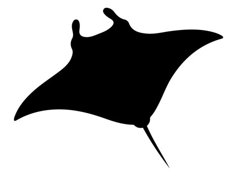 Manta Ray Silhouette Vector, Graceful Ocean Glider Graphic