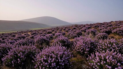 Fototapeta premium Heather Moorland Field in Purple Haze