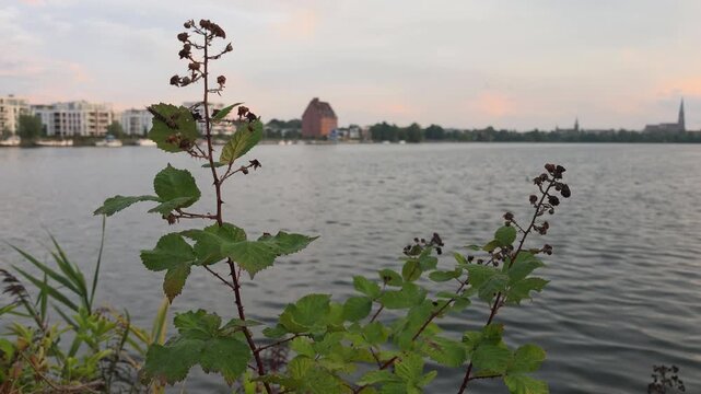 Lakeside plants overlooking Ziegelinnensee in Schwerin
