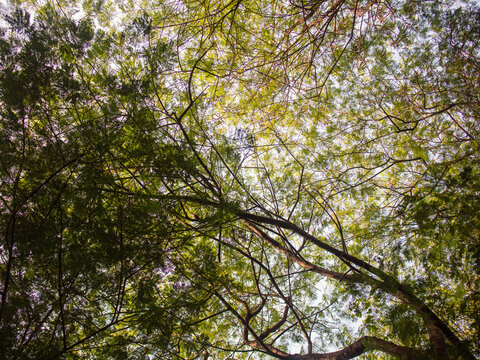 Trembesi Rain Tree (Samanea saman) Canopy with Green Foliage and Branches Viewed from Below
