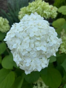 white hydrangea flower