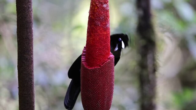 The western or Arfak parotia (Parotia sefilata) is a medium-sized, approximately 33 cm long, bird-of-paradise with a medium-length tail.