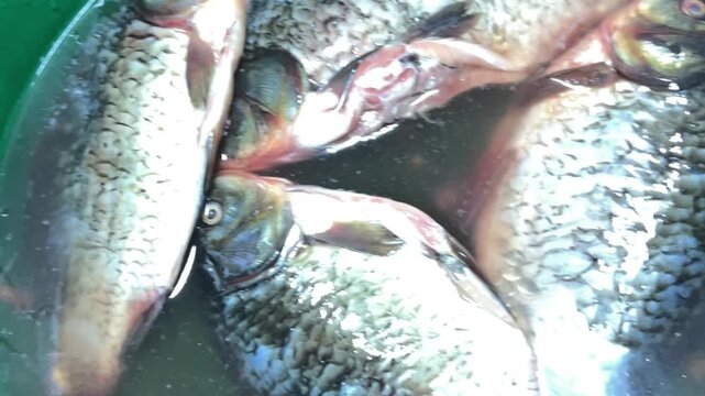 Fresh fish in clear water during handling and preparation. Seafood processing, fresh catch, natural food source.
