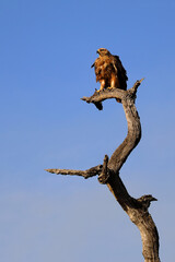 Fototapeta premium Savannenadler oder Raubadler / Tawny Eagle / Aquila rapax