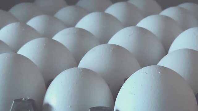 Macroscopic Detail View of Fresh White Chicken Eggs Nestled in Parallel Rows within a Grid Tray Container, Evoking Wholesome Healthy Nutrition and Organic Farm Supply
