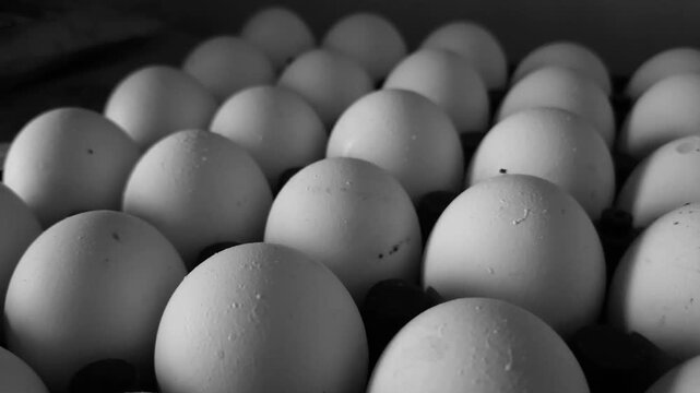 White Chicken Eggs Structured in a Parallel Grid Layout Inside a Standard Stacking Tray, Showcasing Regular Farming Output and Wholesale Grocery Inventory Supply