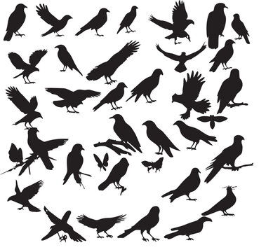 Bird silhouettes collection featuring diverse avian species in various poses and flight patterns isolated on a white background.