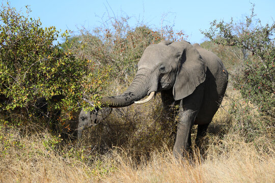 Afrikanischer Elefant / African elephant / Loxodonta africana