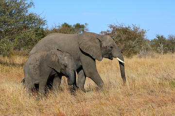Obraz premium Afrikanischer Elefant / African elephant / Loxodonta africana