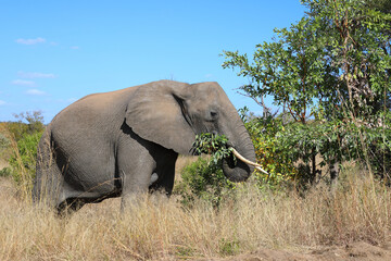 Fototapeta premium Afrikanischer Elefant / African elephant / Loxodonta africana