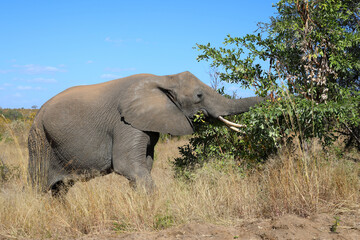 Fototapeta premium Afrikanischer Elefant / African elephant / Loxodonta africana