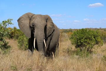 Obraz premium Afrikanischer Elefant / African elephant / Loxodonta africana