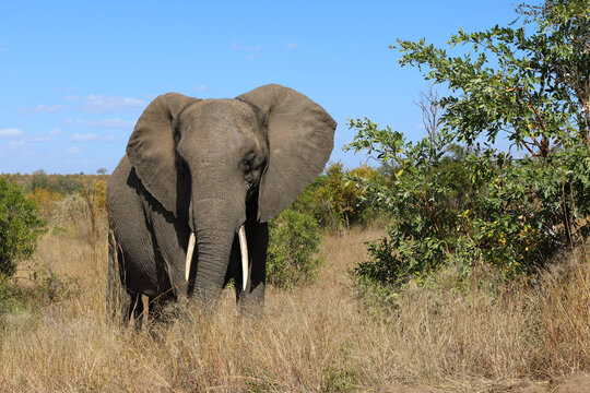 Afrikanischer Elefant / African elephant / Loxodonta africana