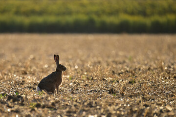 Wild rabbit on the field © Croato