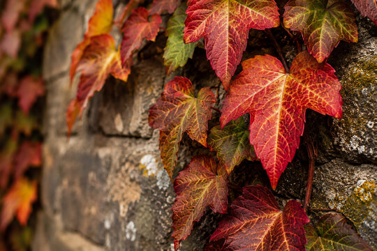 Roter Wilder Wein an alter Steinmauer im Herbst