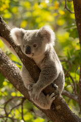Wild Koala Sitting in a Tree in Australia © PHFSinise
