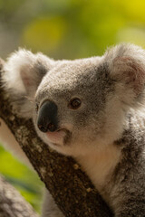 Close-Up Portrait of a Wild Koala in Australia © PHFSinise