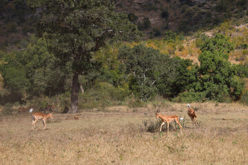 Fototapeta premium Schwarzfersenantilope / Impala / Aepyceros melampus