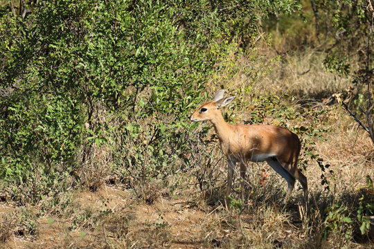 Afrikanischer Steinbock / Steenbok / Raphicerus campestris