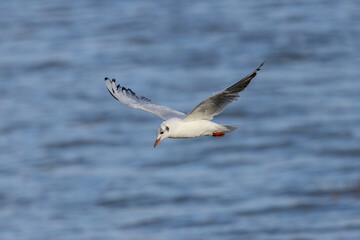 Fototapeta premium Adult black-headed gull over water