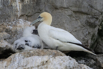 Adult gannet with a chick at the nest © fluffandshutter