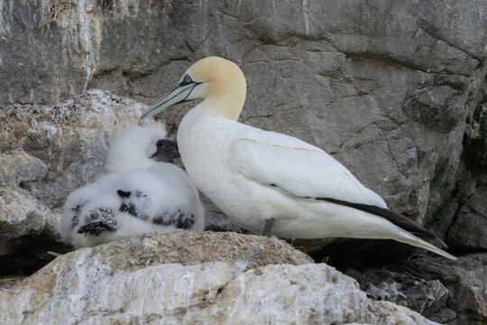 Adult gannet with a chick at the nest