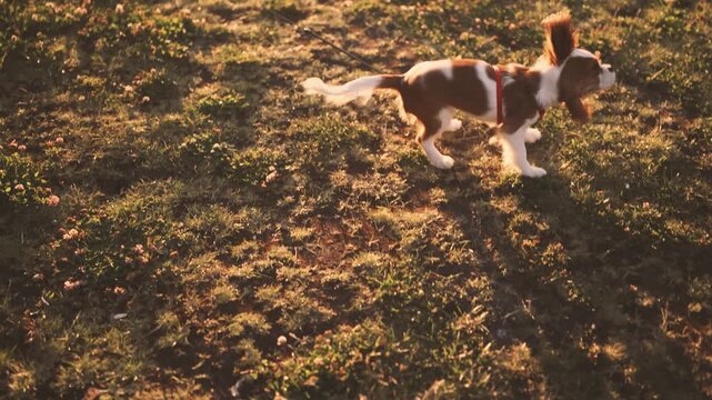 Tan and white spaniel puppy suddenly shakes its coat while turning across a clover lawn, with a red harness, trailing lead, lifted ears and warm evening illumination creating lively outdoor action