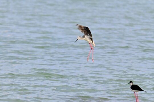 Stilt Runners in Dynamic Flight and Landing Over Water, Las Salinas, Calpe, Spain