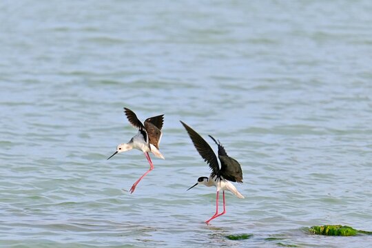 Stilt Runners in Dynamic Flight and Landing Over Water, Las Salinas, Calpe, Spain