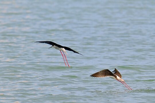 Stilt Runners in Dynamic Flight and Landing Over Water, Las Salinas, Calpe, Spain