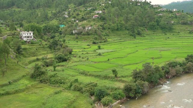 Bright Green Terraced Paddy Fields Beside Mountain River Near Kausani, Uttarakhand