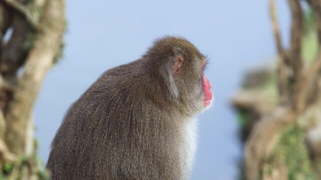 Japanese macaque monkey, Iwatayama Monkey Park, Arashiyama, western Kyoto, Japan, portrait closeup of Nihonzaru snow monkey with red face, blue sky background, troop of Macaca fuscata monkeys