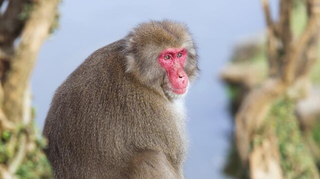 Japanese macaque monkey, Iwatayama Monkey Park, Arashiyama, western Kyoto, Japan, portrait closeup of Nihonzaru snow monkey with red face, blue sky background, troop of Macaca fuscata monkeys