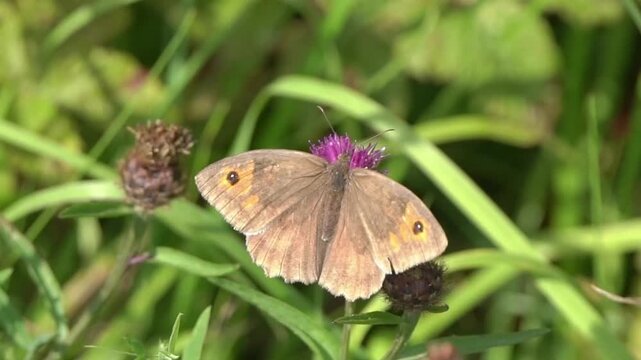 Macro close-up of a Meadow Brown butterfly (Maniola jurtina), showcasing its characteristic orange-flushed wings and black eyespots in a natural habitat, butterflies stock video footage clip