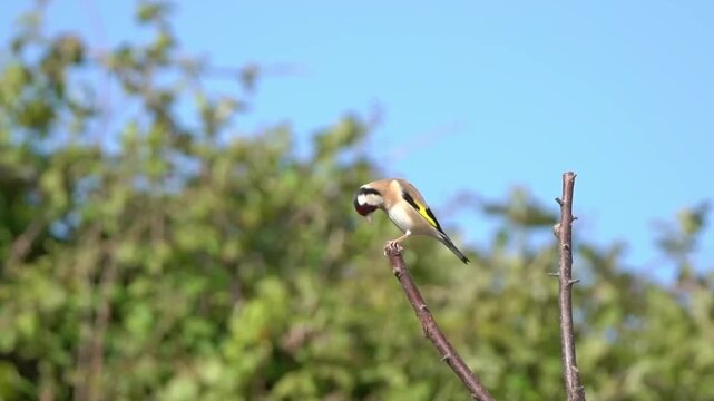 Goldfinch (Carduelis carduelis) bird perched on a branch which is a common garden songbird found in the Britain and Europe, wildlife stock video footage clip