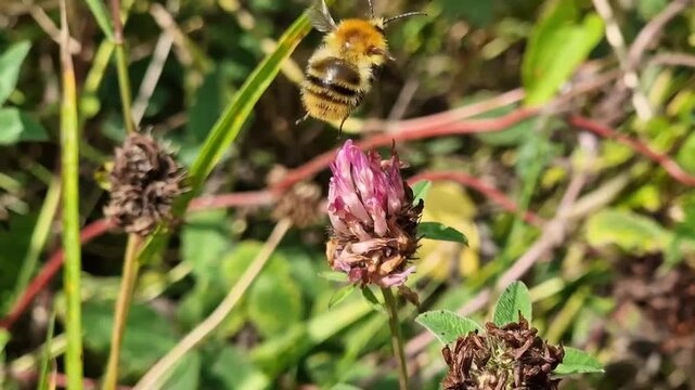 Common Carder Bee (Bombus pascuorum) a ginger brown bumblebee flying insect found in the UK and Europe, bee wildlife stock video footage clip