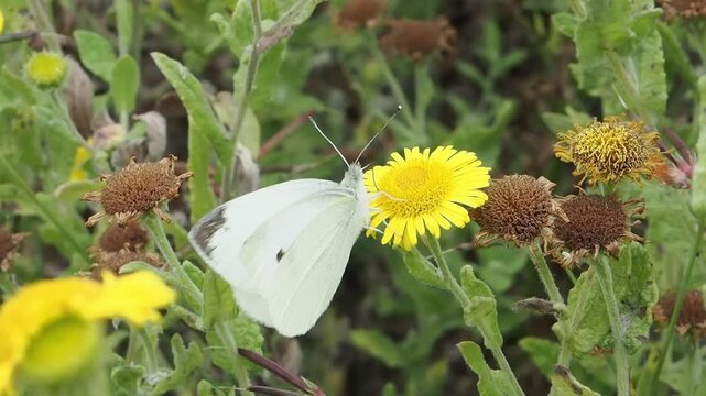 Cabbage white butterfly (Pieris rapae) a flying insect resting on a flower plant, macro nature photography of butterflies, close-up stock video footage clip