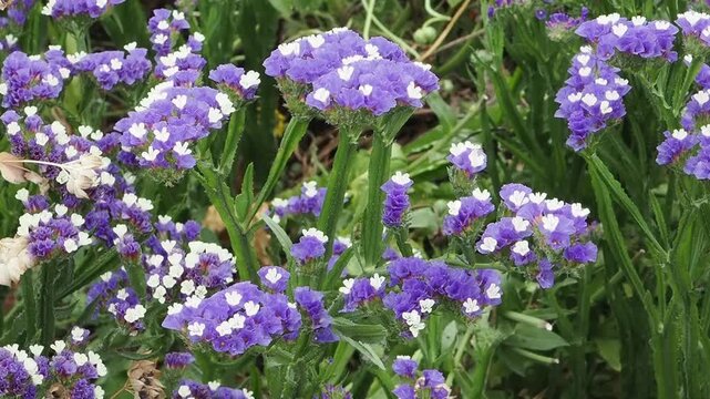 Limonium sinuatum 'Blue River' a summer flowering plant with a blue summertime flower commonly known as Statice, gardening stock video footage clip