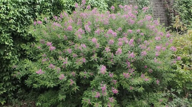 Indigofera heterantha (Himalayan Indigo) shrub featuring vibrant pink-purple pea-like flowers blooming over lush green foliage in summer, garden and gardening stock video footage clip